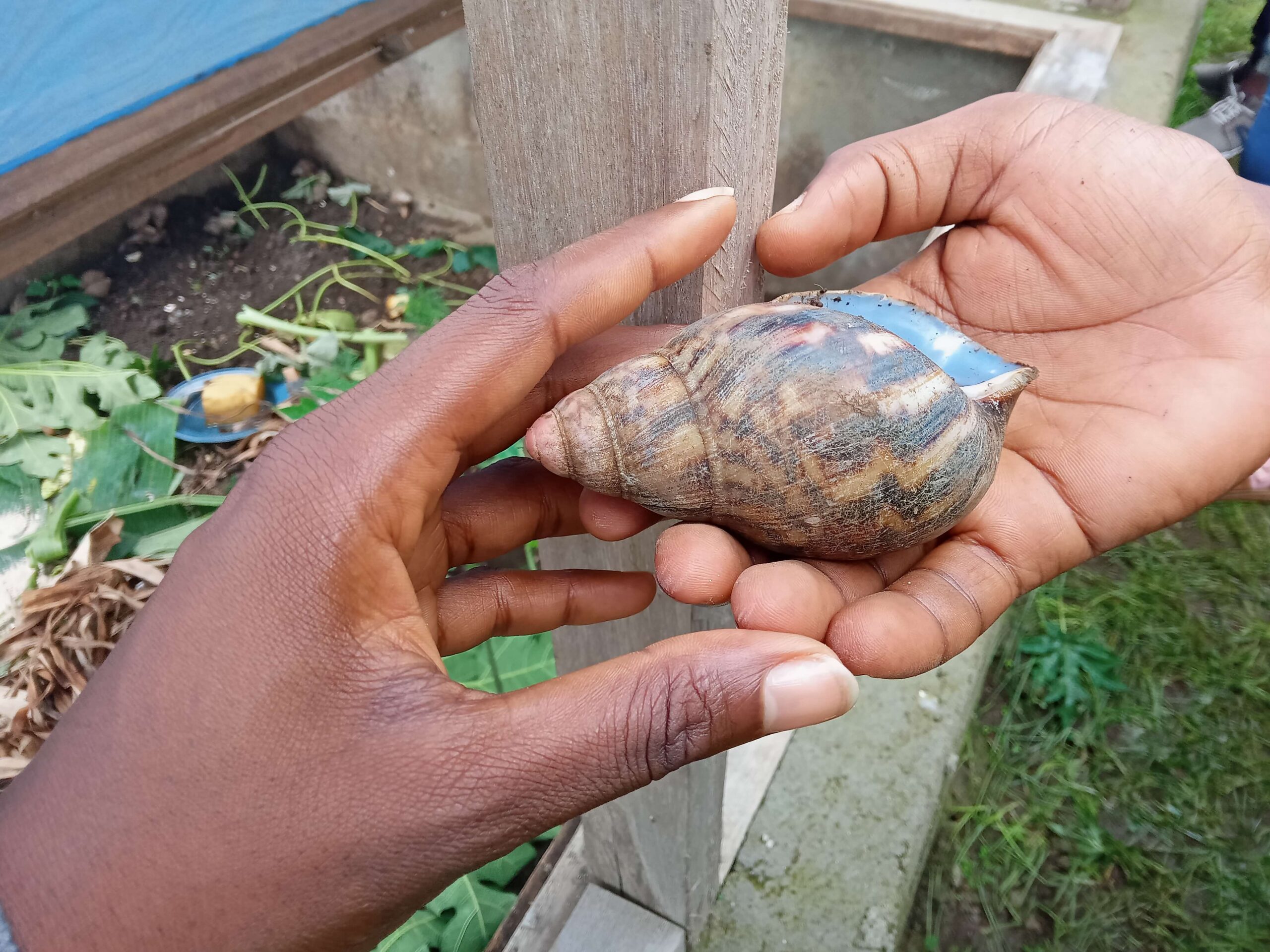 A snail resting on the palm of a hand