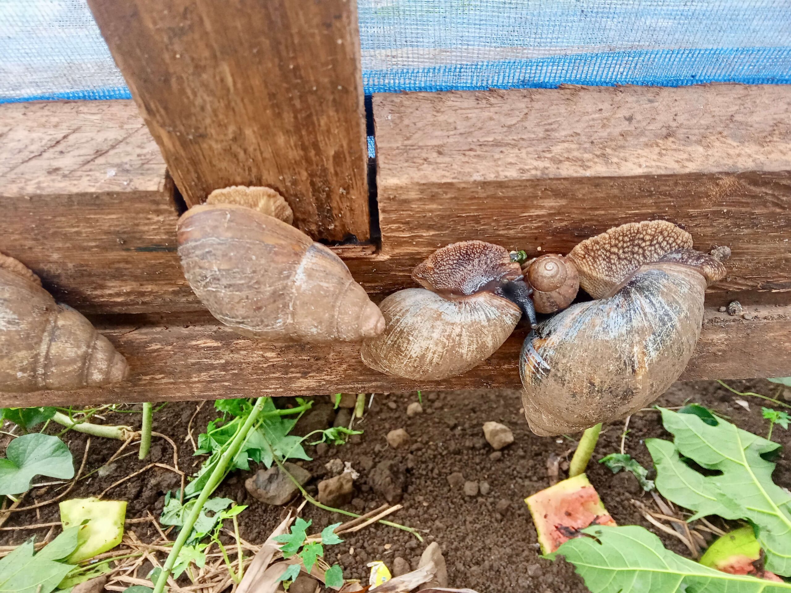 Large land snails resting on the wooden frame of a snail pen