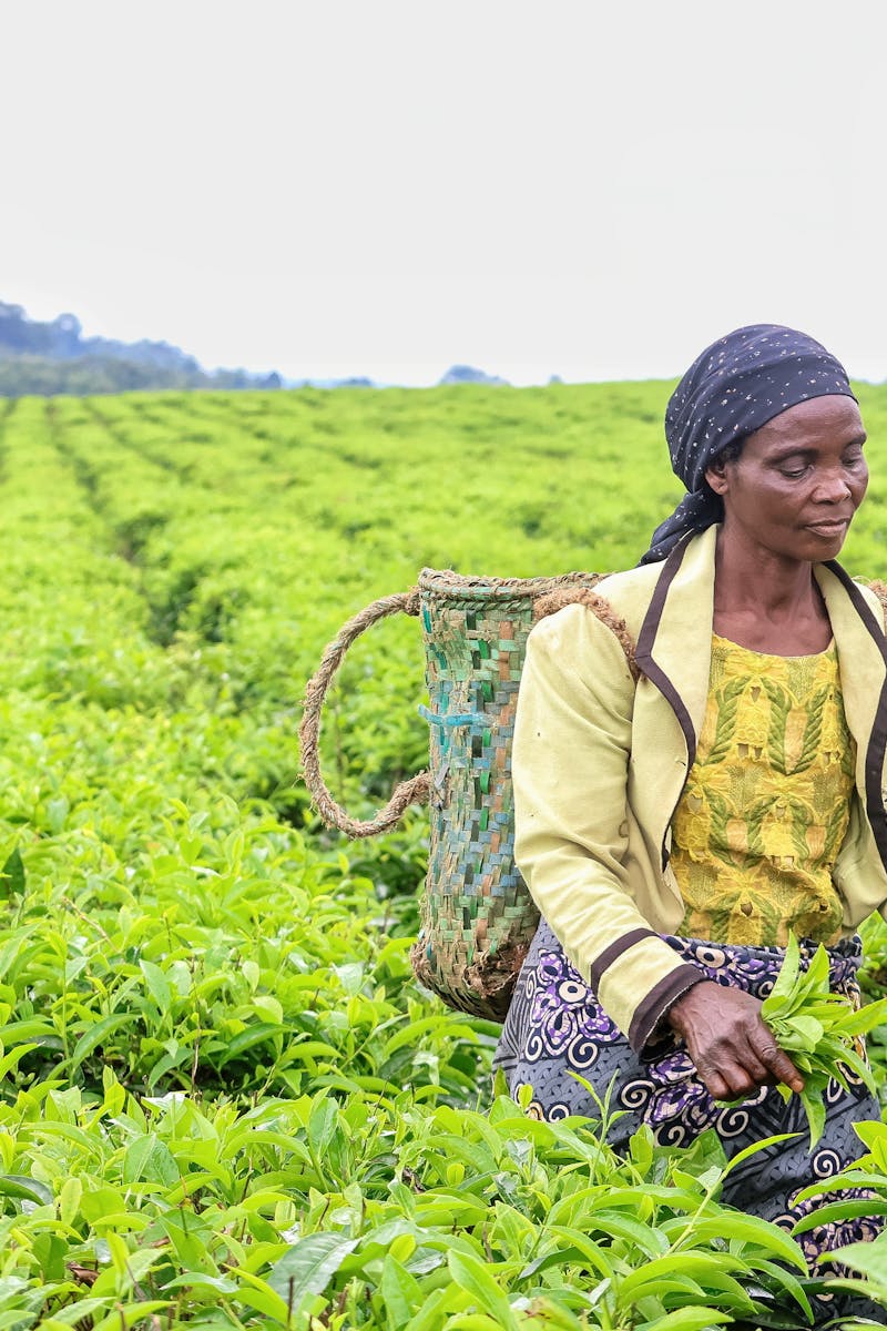 Woman picking tea leaves in lush green plantation, showcasing traditional agriculture.