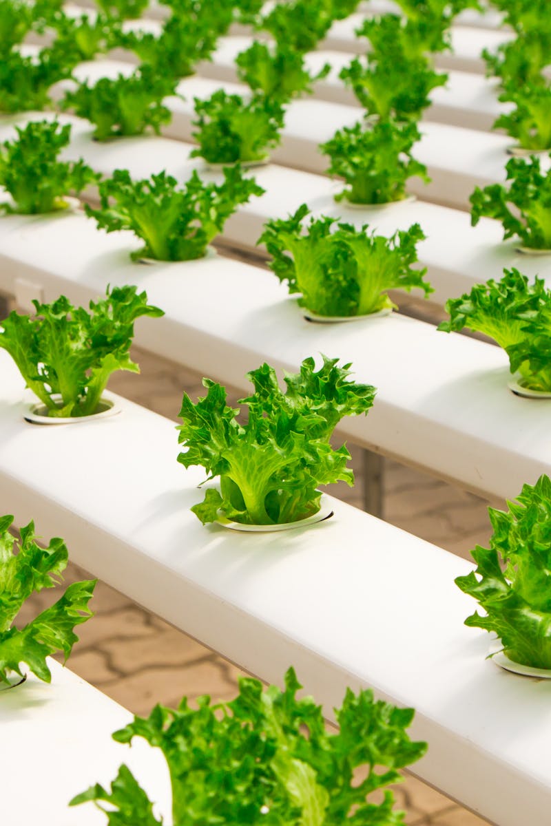 Fresh hydroponic lettuce plants growing in an indoor farm setup, showcasing modern agriculture.