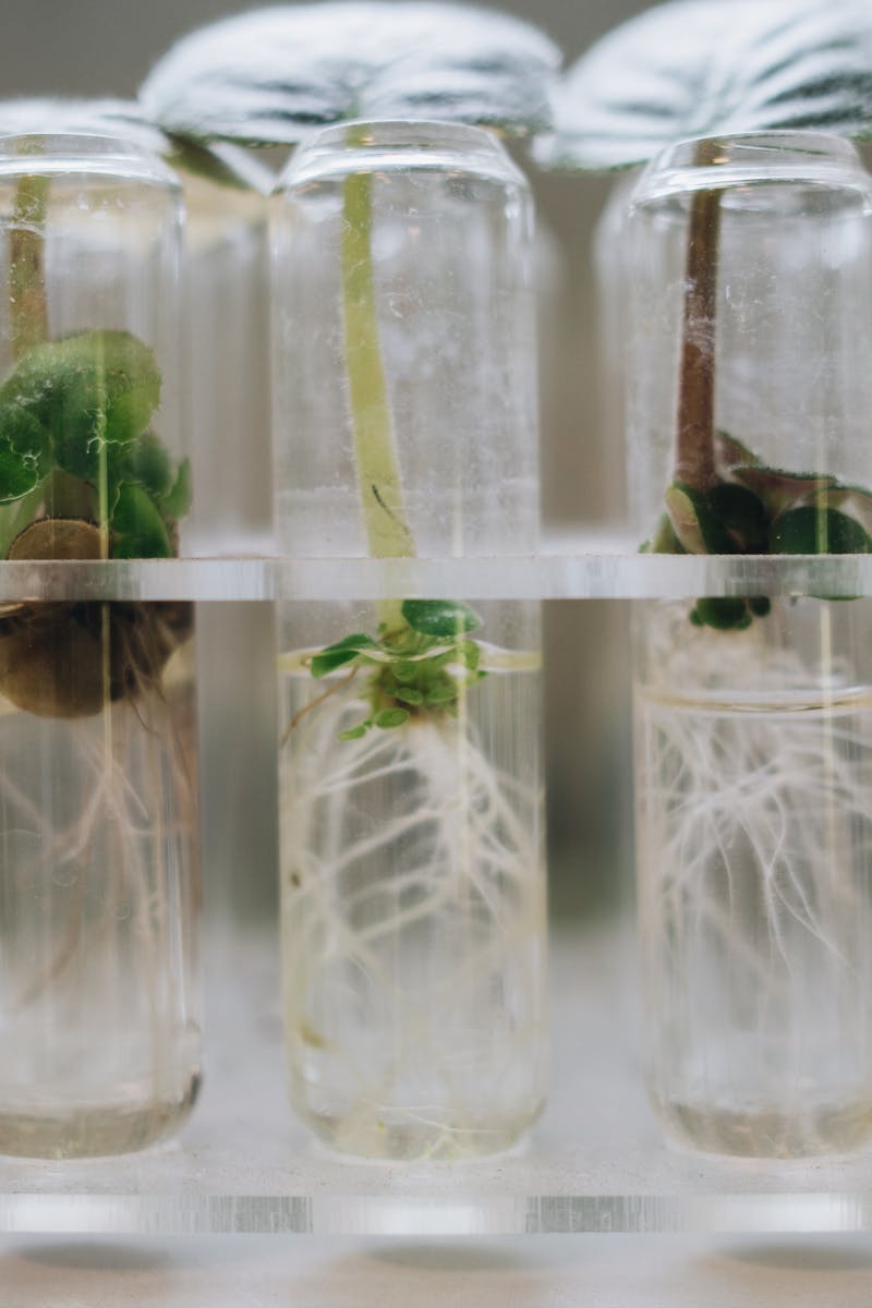 Close-up of plant tissue culture in laboratory test tubes showcasing micropropagation.