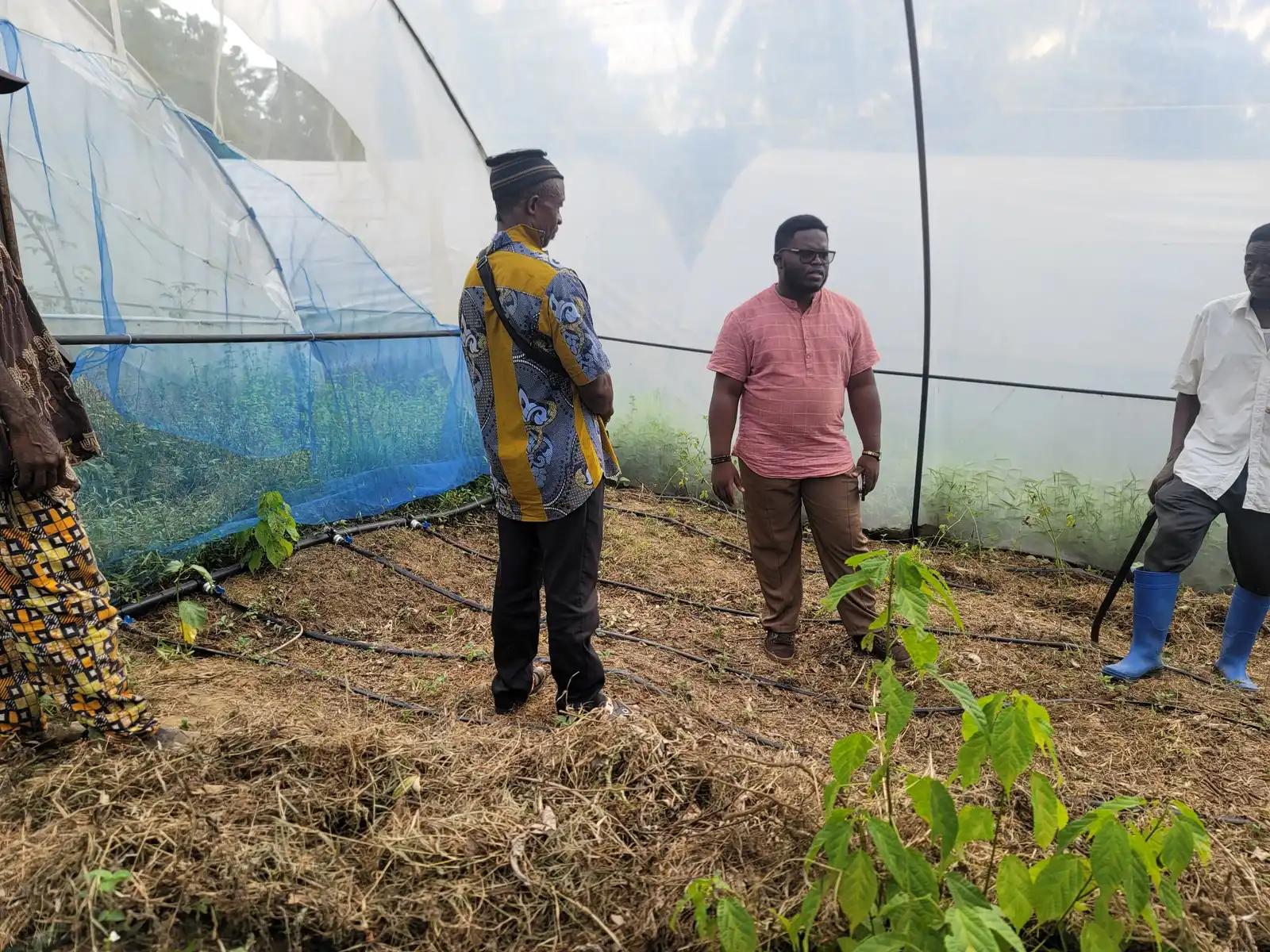 Four people stand inside a greenhouse lined with insect netting