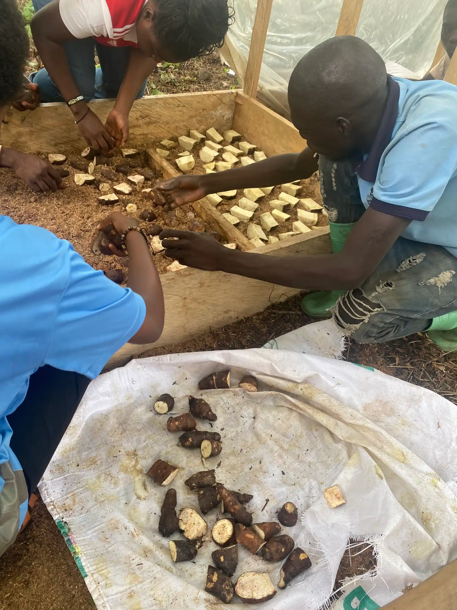 Trainees lay cut yam minisetts in a wooden propagation box, with a sack of setts in front
