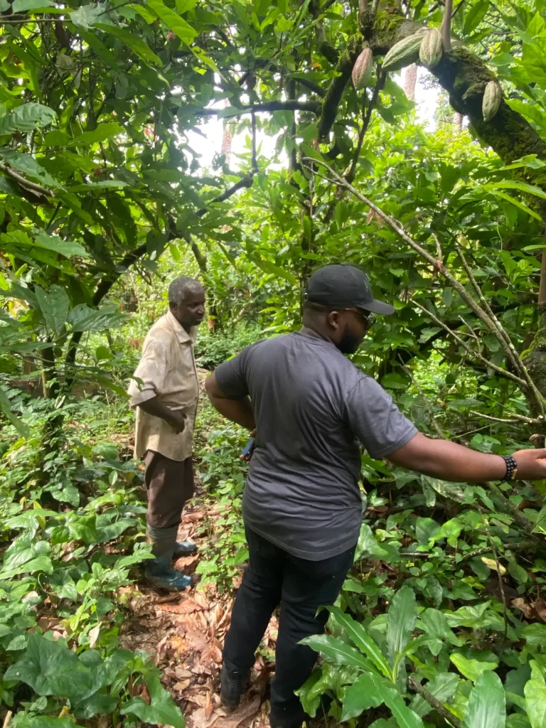 A Mumita consultant and an older farmer inspect plants in dense forest undergrowth