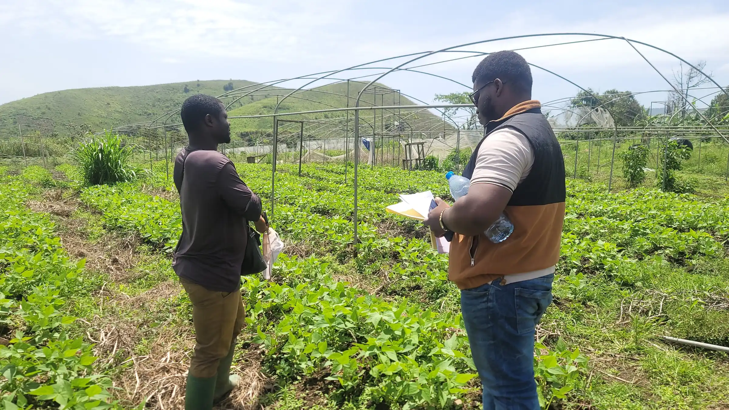 Two men talk in a vegetable field, greenhouse frames on the hillside behind
