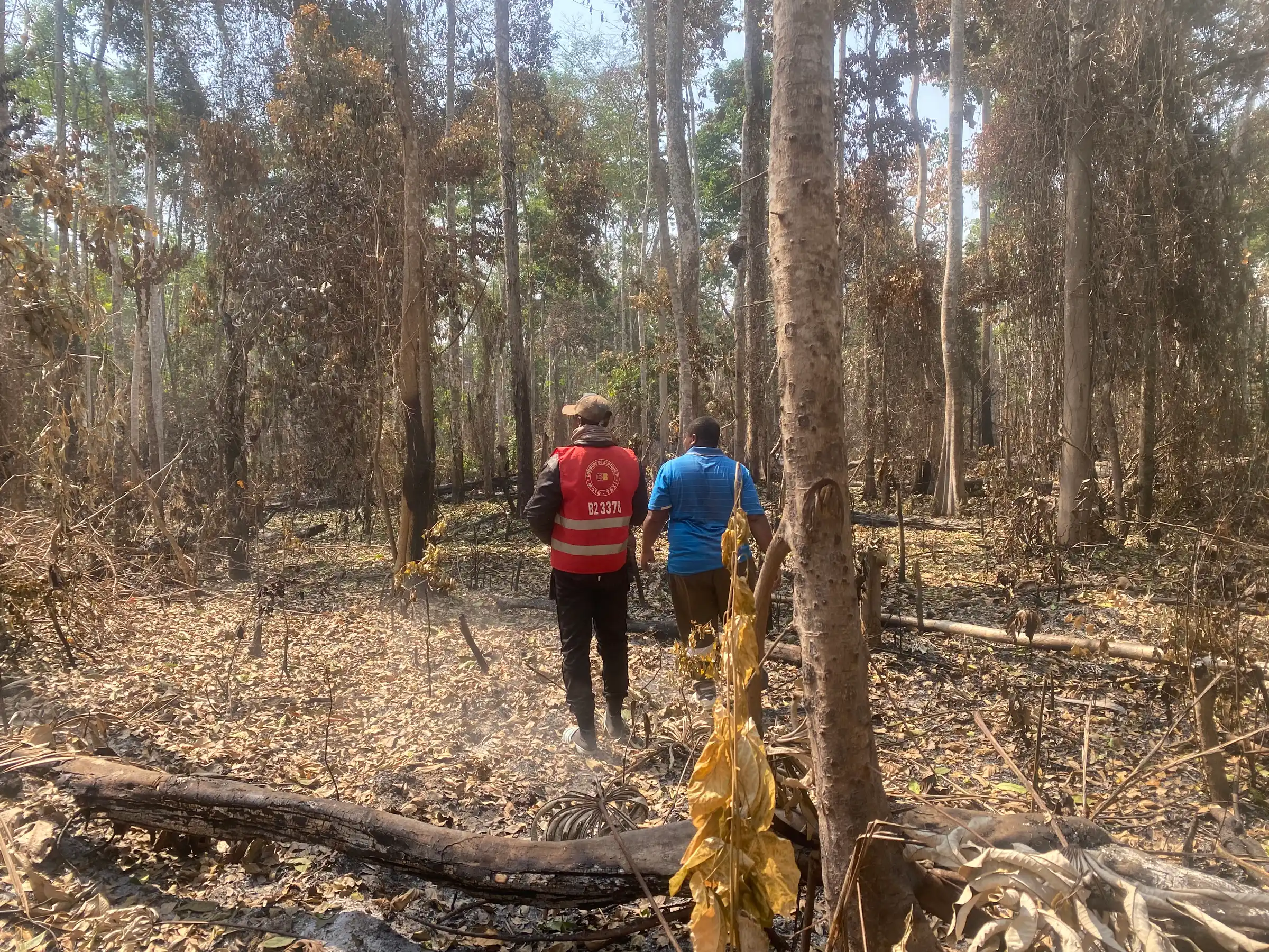 Two field staff walk into a cleared forest plot for a site survey