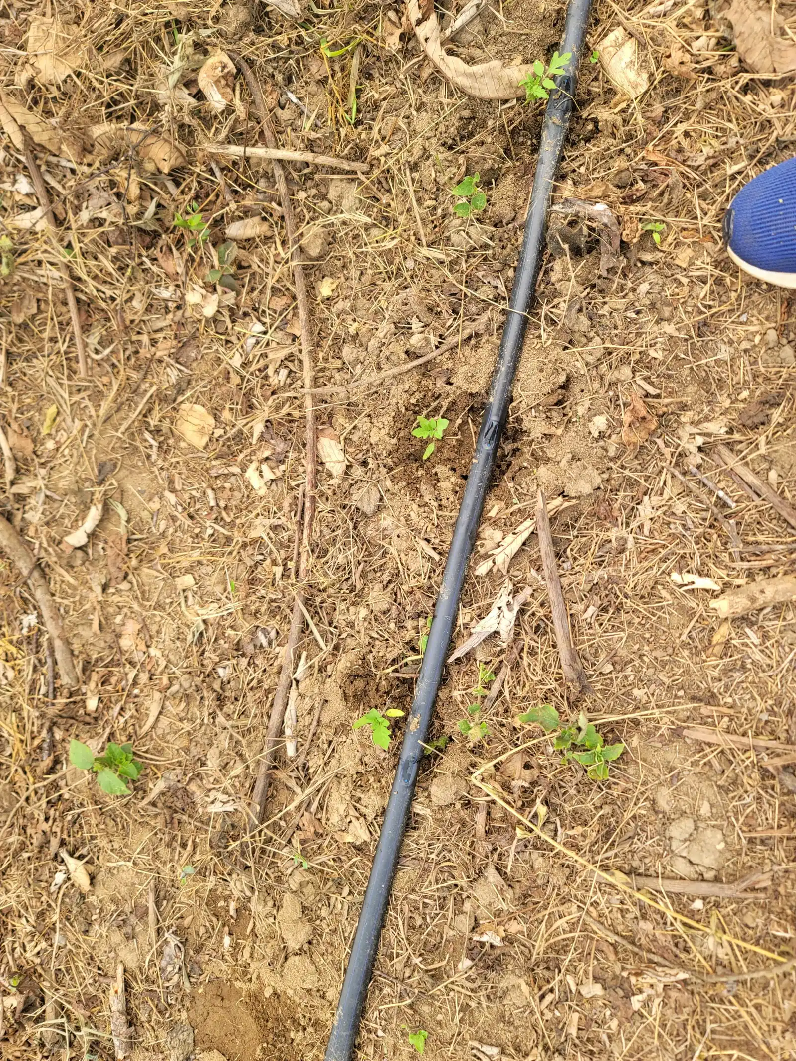 A drip irrigation line laid across a prepared plot