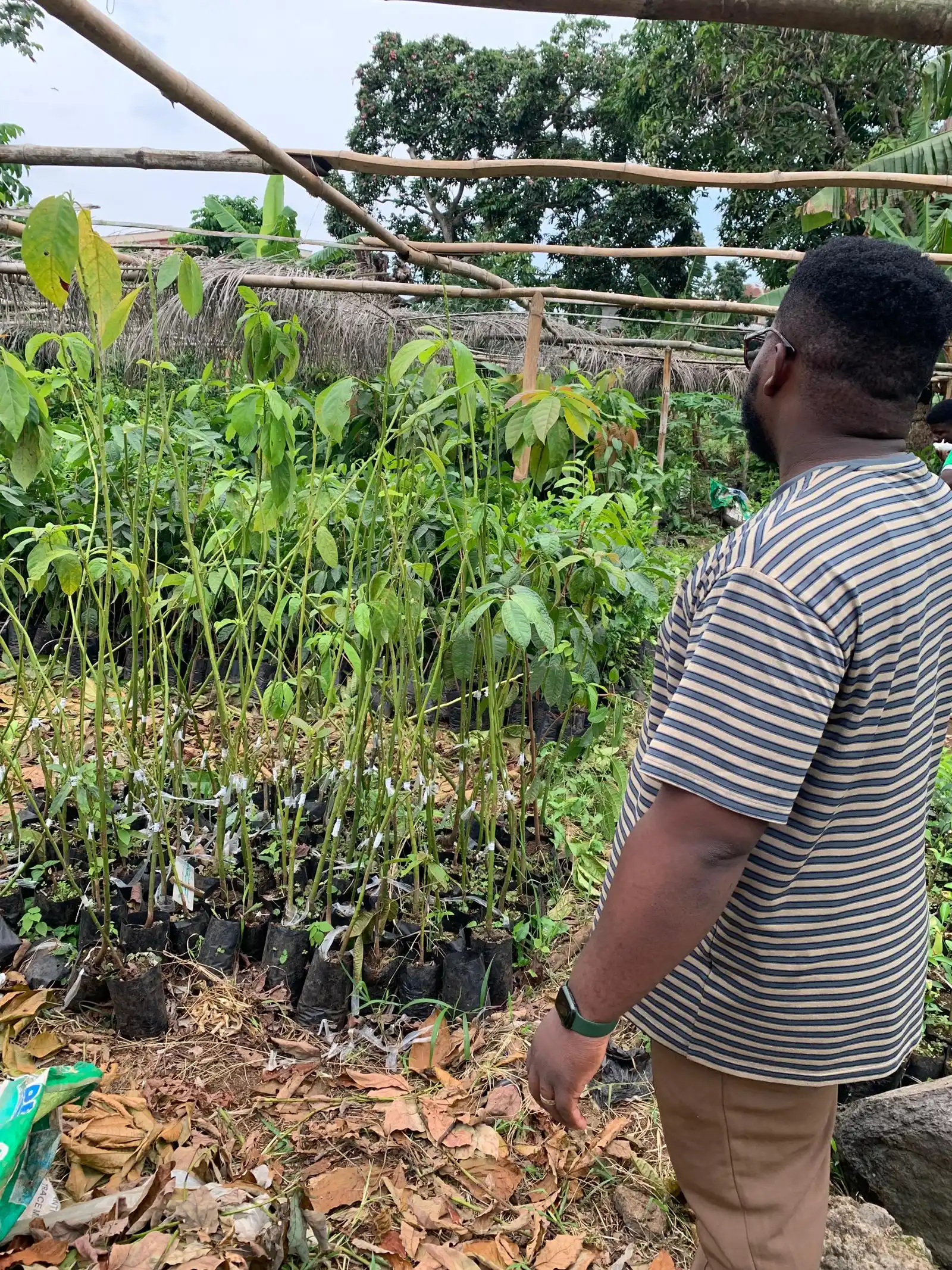 A consultant inspects potted seedlings in a nursery