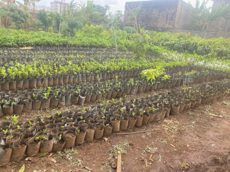 Terraced rows of bagged tree seedlings in the nursery