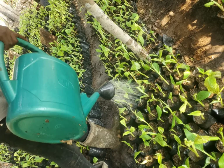 A watering can sprinkles young plantain plantlets