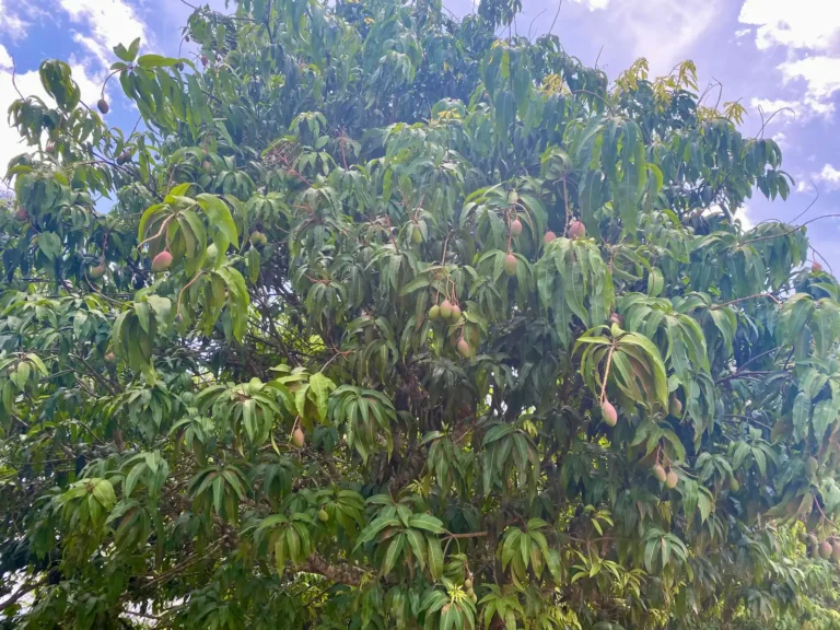 A mango tree heavy with fruit