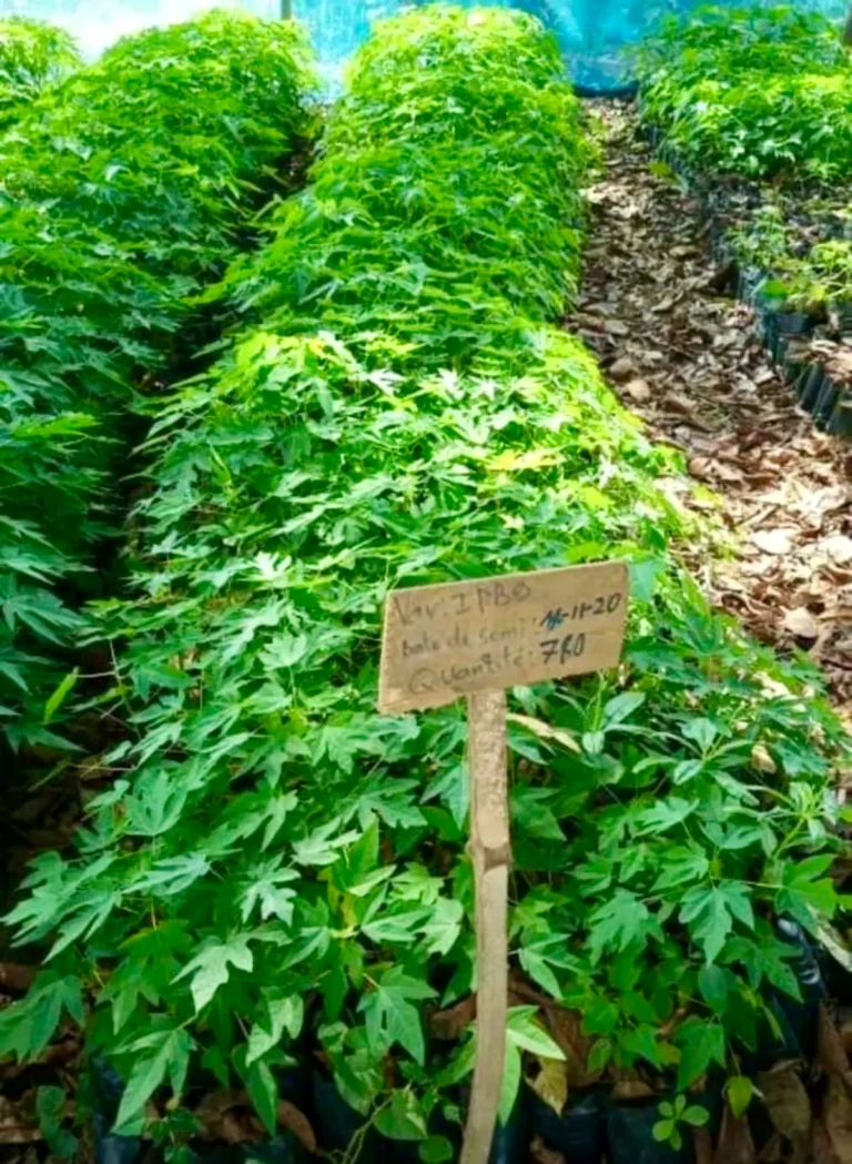 Beds of papaya seedlings with a label stake