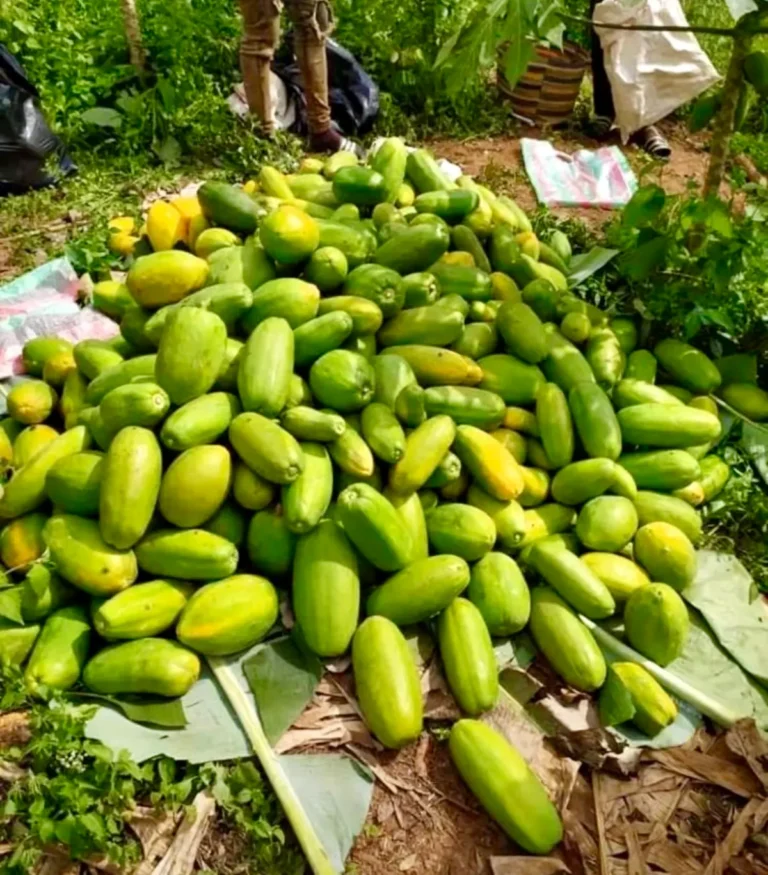 A heap of freshly harvested papaya on banana leaves