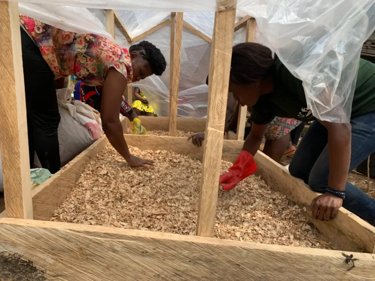 Women spread sawdust inside a timber propagator