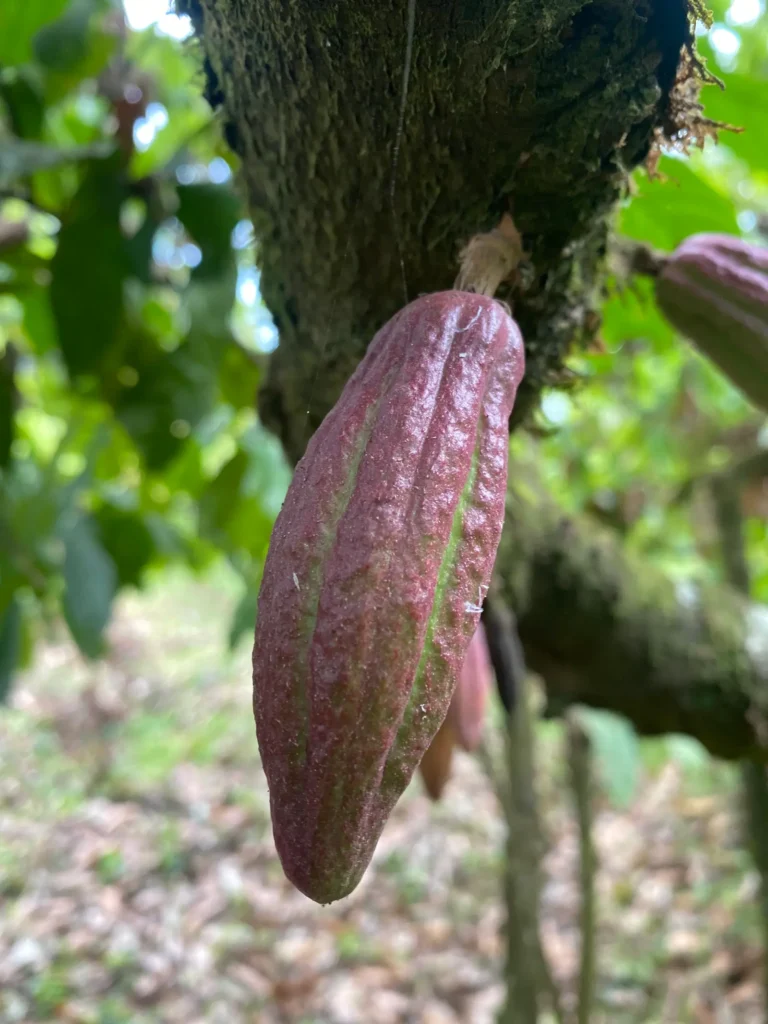 A cacao pod ripening on the tree