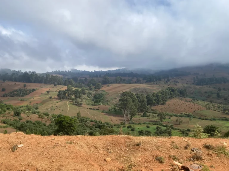 Farmland and forested hills in the Cameroon highlands