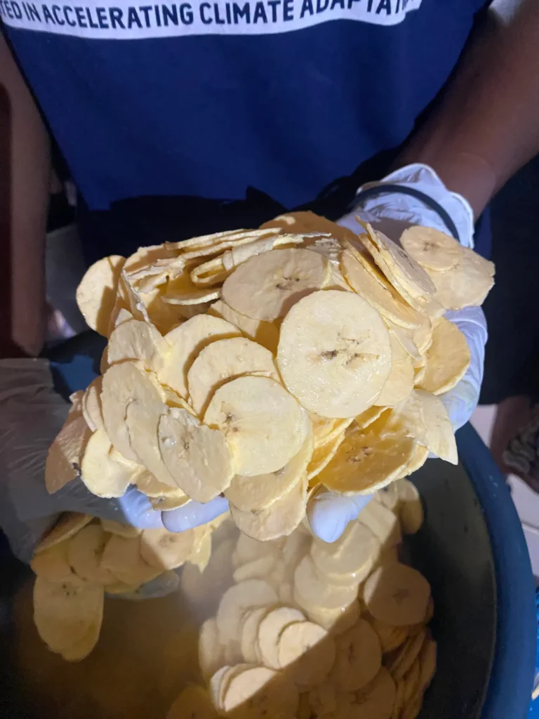Gloved hands hold a heap of raw plantain slices