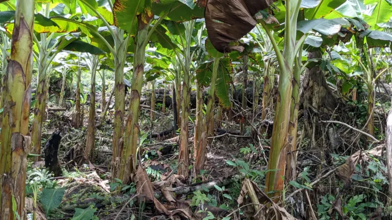 A dense, mature plantain farm