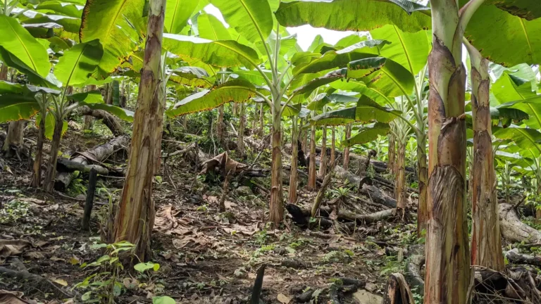 An aisle of tall plantain stems under the canopy