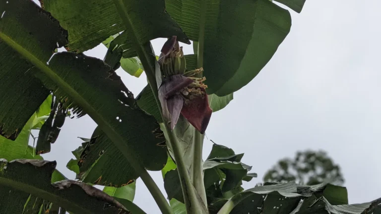 A plantain flower bud under the leaves