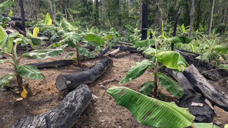 Young plantain planted among charred logs on newly cleared land