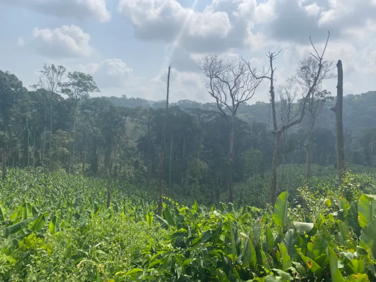 A plantain plantation below forested hills