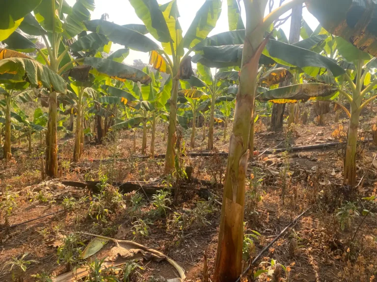 Rows of maturing plantain in a managed farm