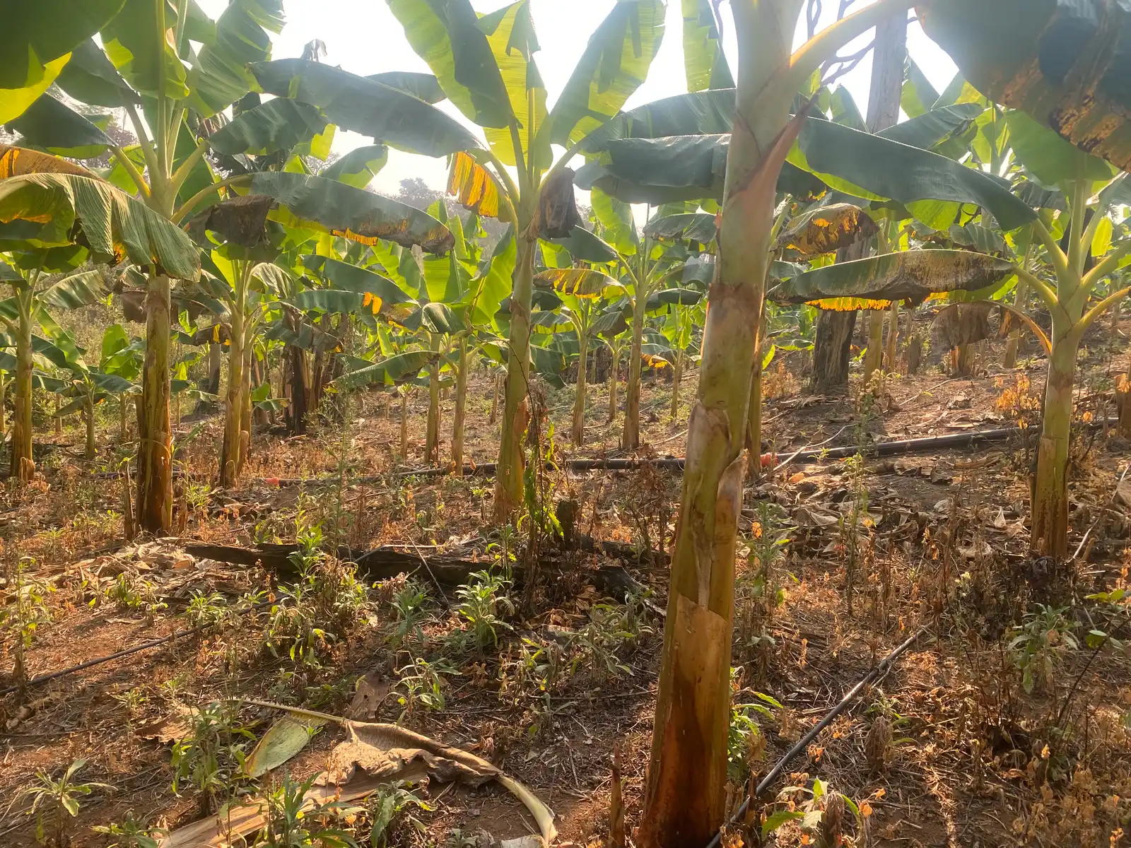 Rows of maturing plantain in a managed farm