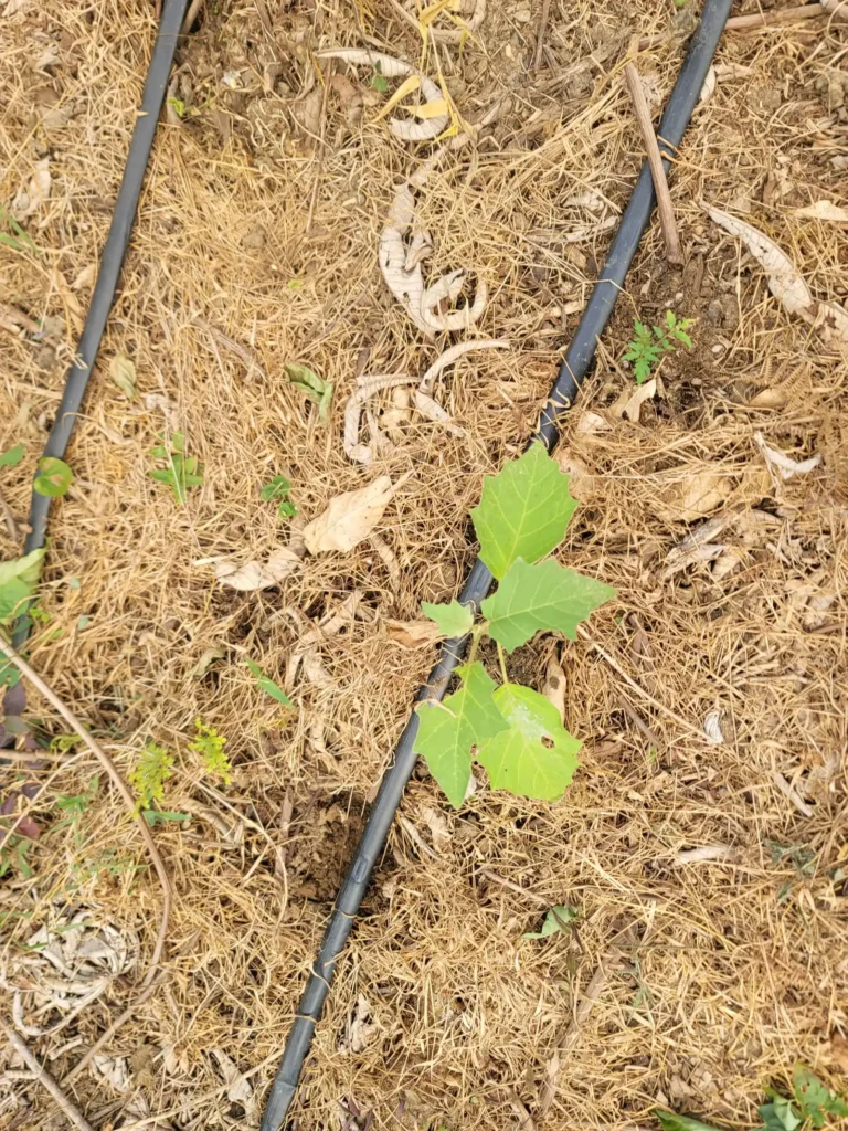 A young seedling coming up beside a drip line in bare soil