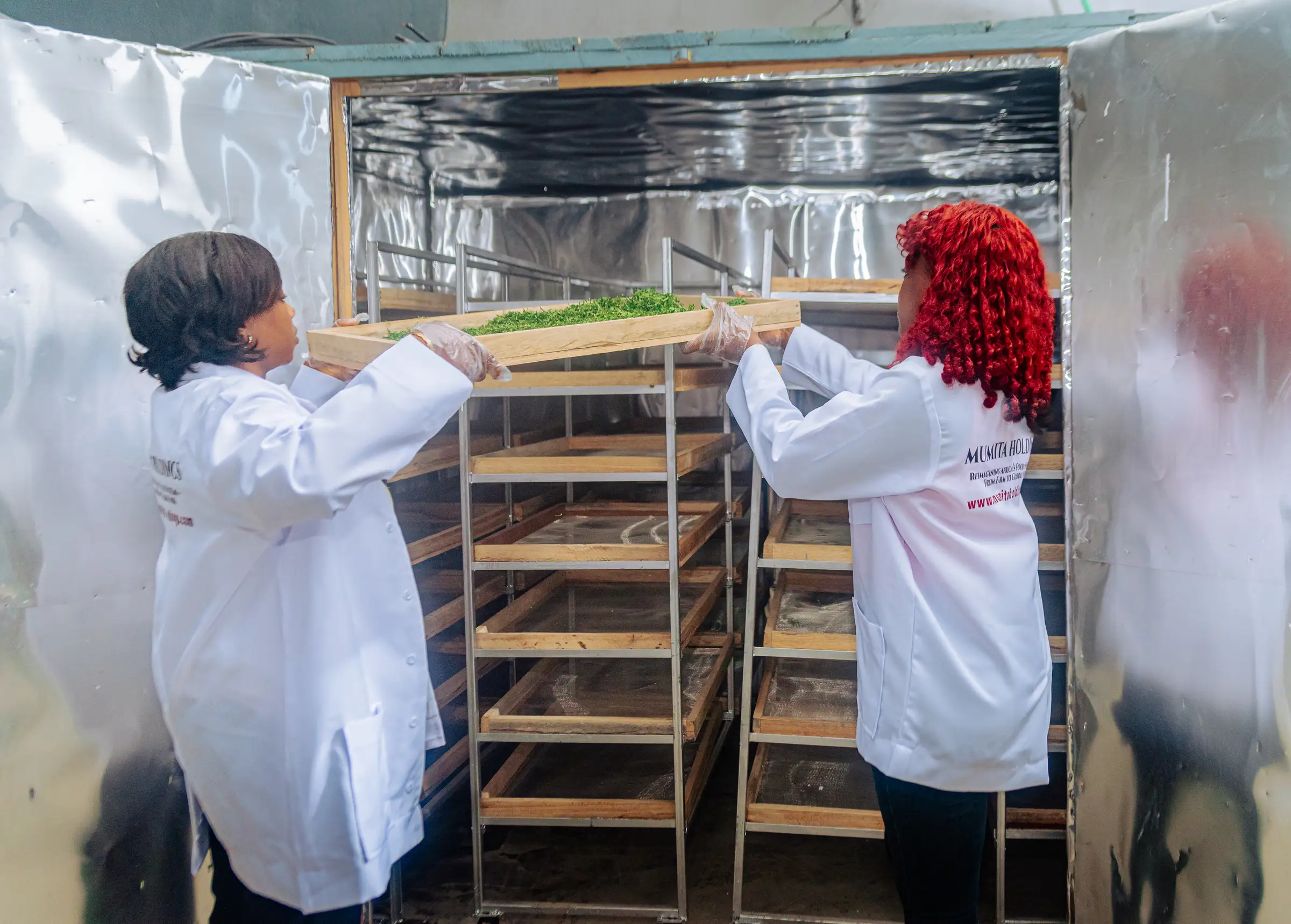 Two Mumita staff in white coats slide a tray of green leaves into a stainless drying cabinet