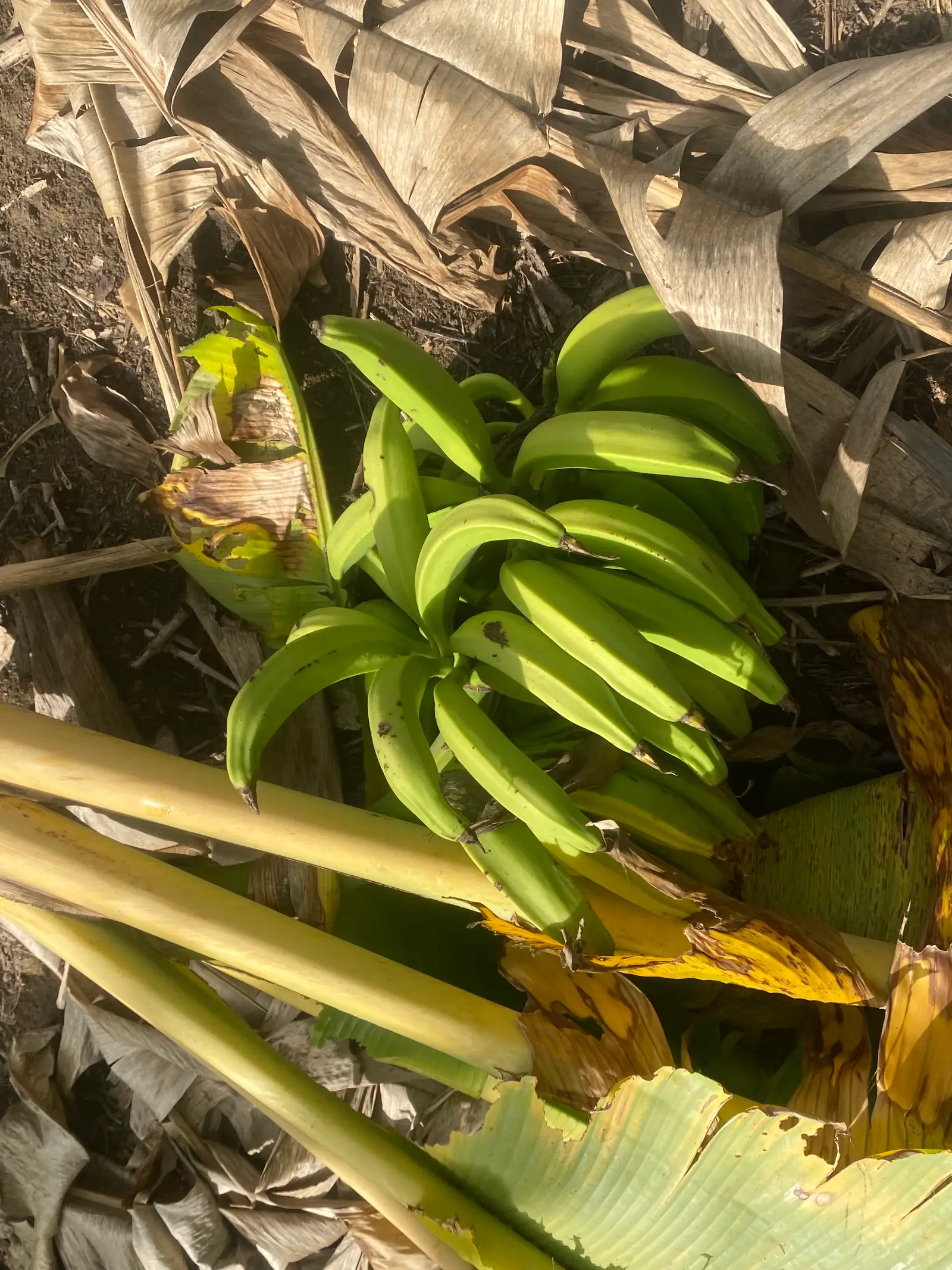 A bunch of green plantain on the plant