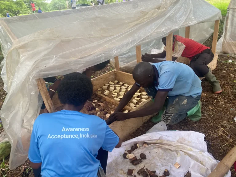 Trainees lay cut yam minisetts into a wooden propagation box under plastic